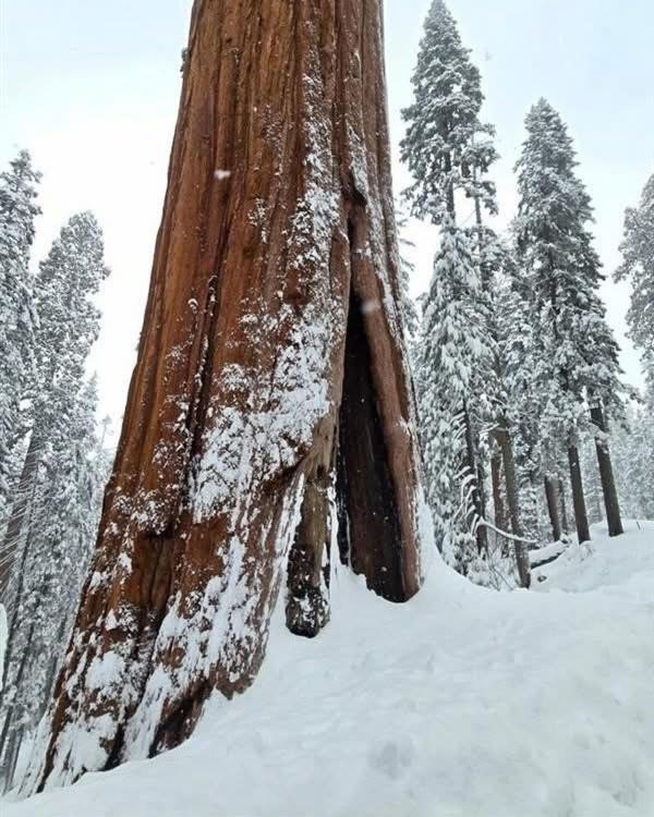 Waxberry Getaway Sequoia/Kings Canyon National Pks Yokuts Valley  Exterior photo